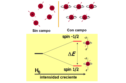 Alineamiento de los núcleos con un campo magnético externo